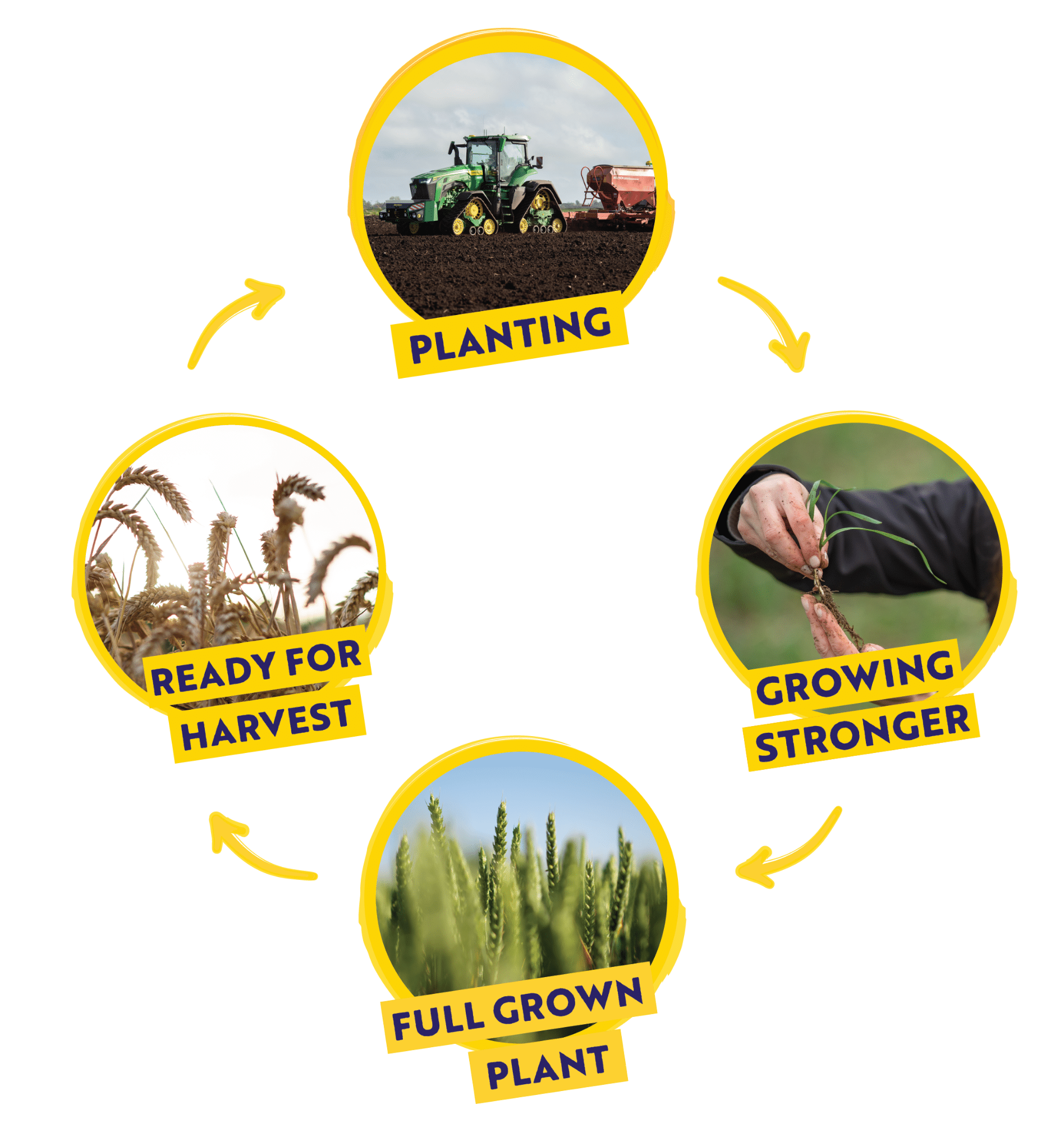 Weetabix Wheat Cycle Diagram